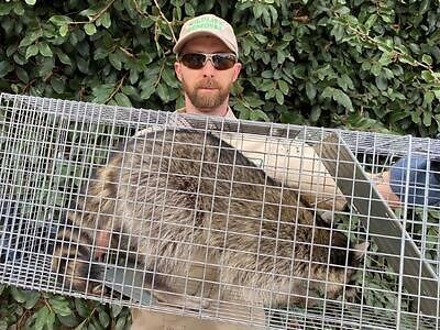 Mobile raccoon trapping